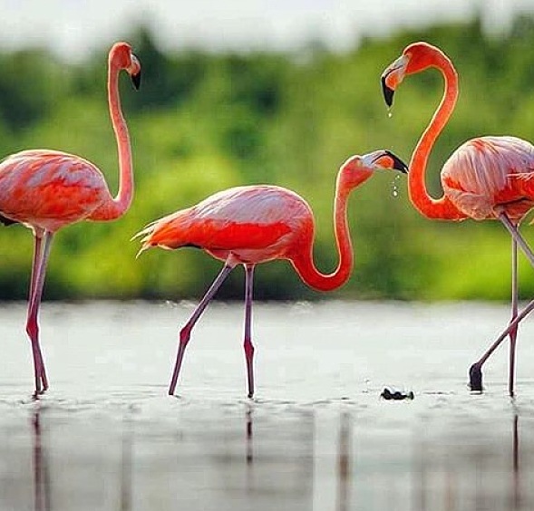 Flamingos_Cayo_Santa_Maria.jpg